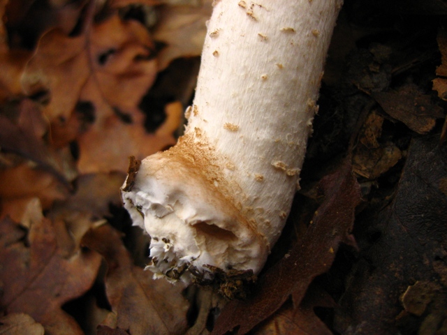 Escursione in querceto, finalmente i funghi!!!